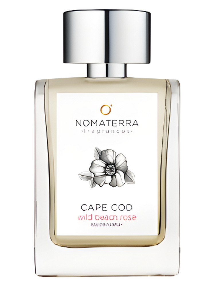 Cape Cod Wild Beach Rose – Nomaterra