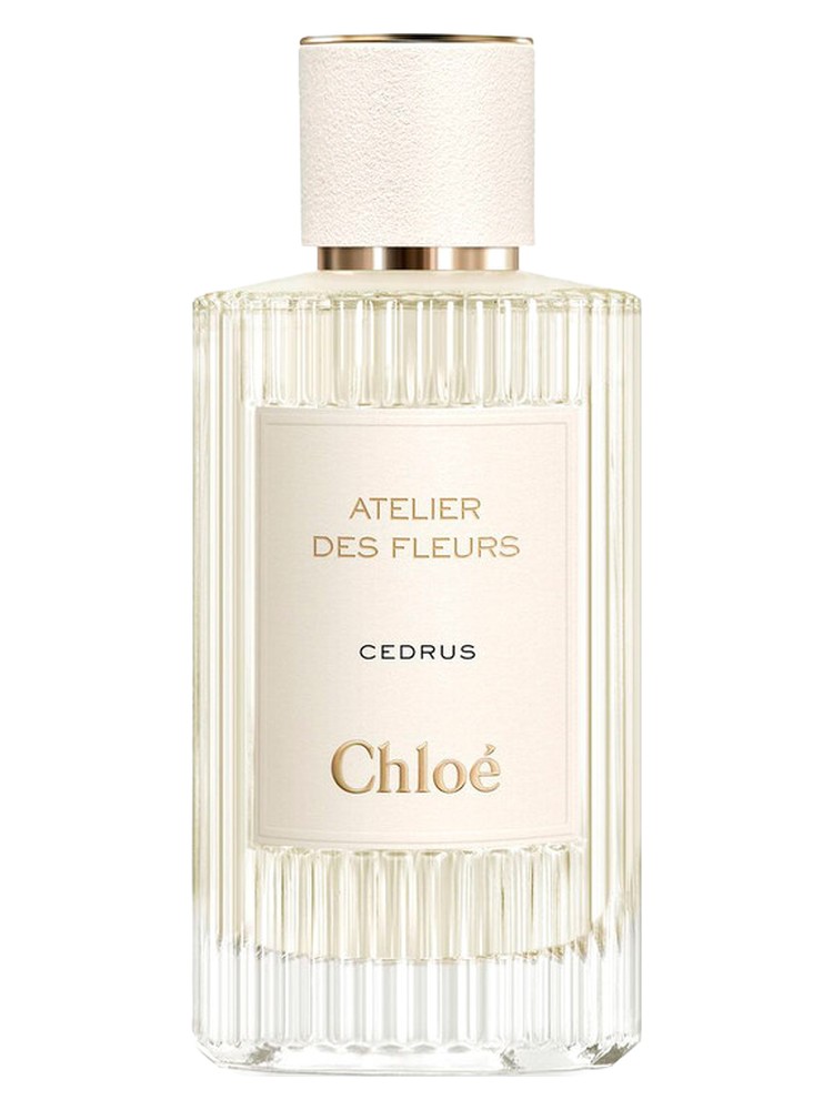 Cedrus – Chloé