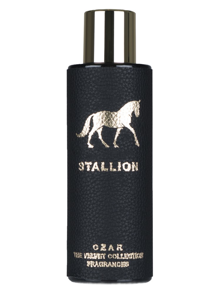 Stallion X Aslan Gülçiçek – CZAR