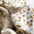 Italian Orris Root