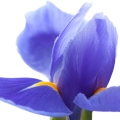 Black Iris