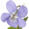 African Violet