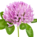 Black Clover
