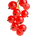 Chinese Red Currant