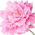 Chinese Peony