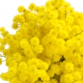Indian Mimosa