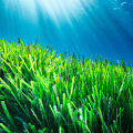Posidonia
