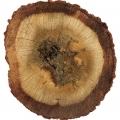 Indonesian Oud