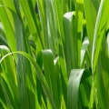 Gingergrass