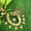 Pikul Flower