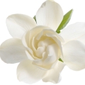 Black Gardenia