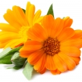 Marigold