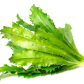 Culantro