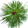 Canadian Pine