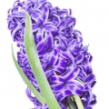 Blue Hyacinth