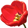 pink tulip