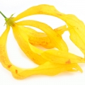 Madagascar Ylang-Ylang