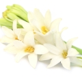 Egyptian Tuberose