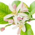 Citrus Blossom