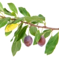 Plum Wood