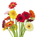Exotic floral notes