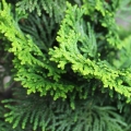 Hinoki