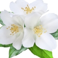 White Blossom