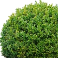 boxwood