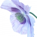 Himalayan Poppy