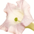 Bulgarian Light Tobacco