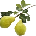 Pear Wood
