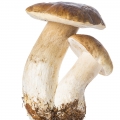 Boletus edulis