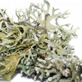 Cedarmoss