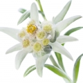 edelweiss