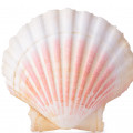 Seashells