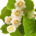 Kiwi Flower