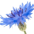 Cornflower or Sultan seeds