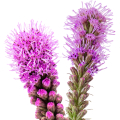 Liatris