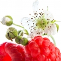 Raspberry Bloom