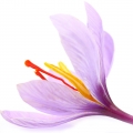 Indian Saffron