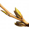 Poplar
