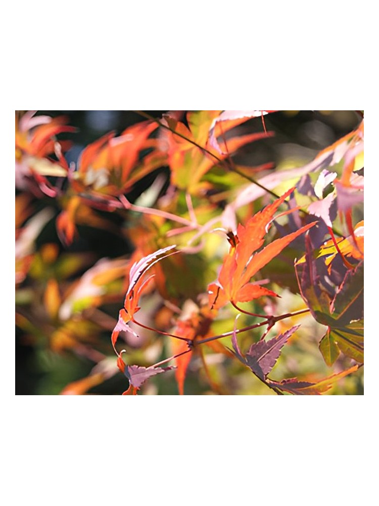 Autumn – Bud Parfums