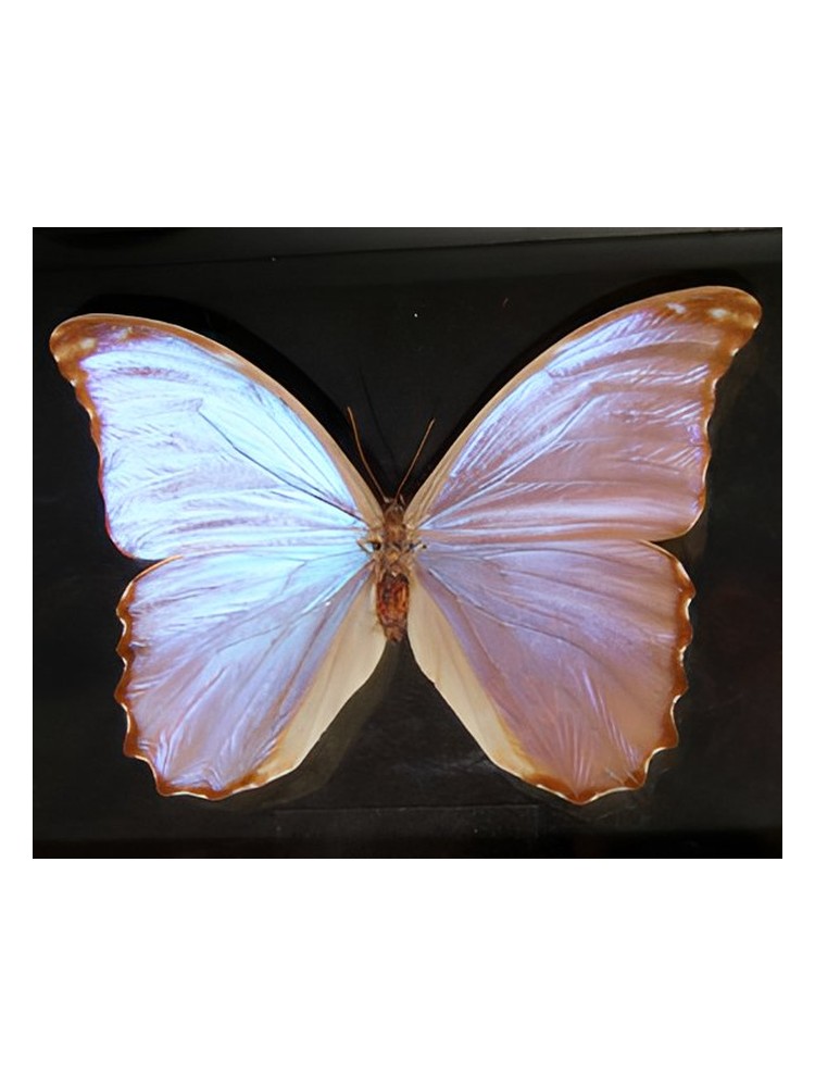 Butterfly – Bud Parfums