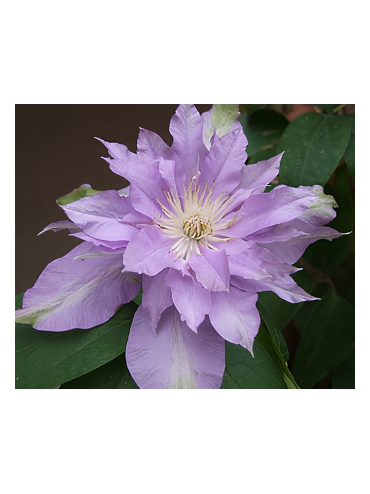 Fleur De Lilac – Bud Parfums