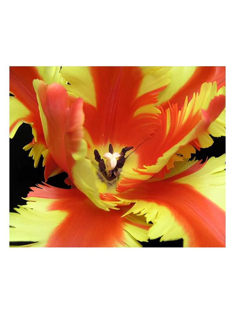 Jezebel – Bud Parfums
