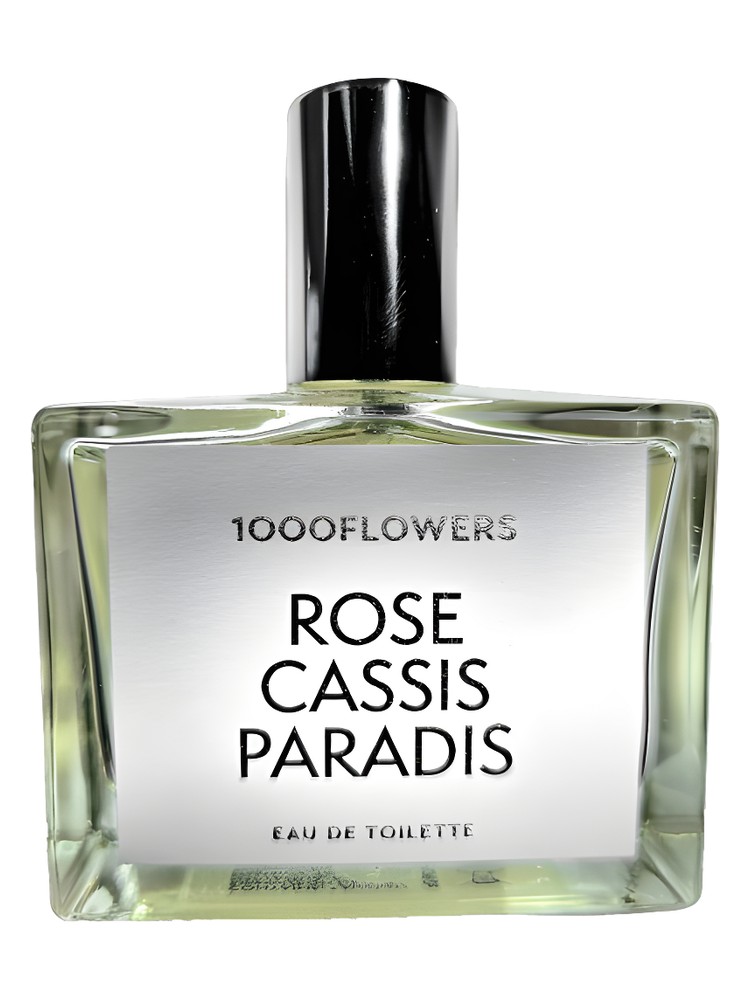 Rose Cassis Paradis – 1000 Flowers