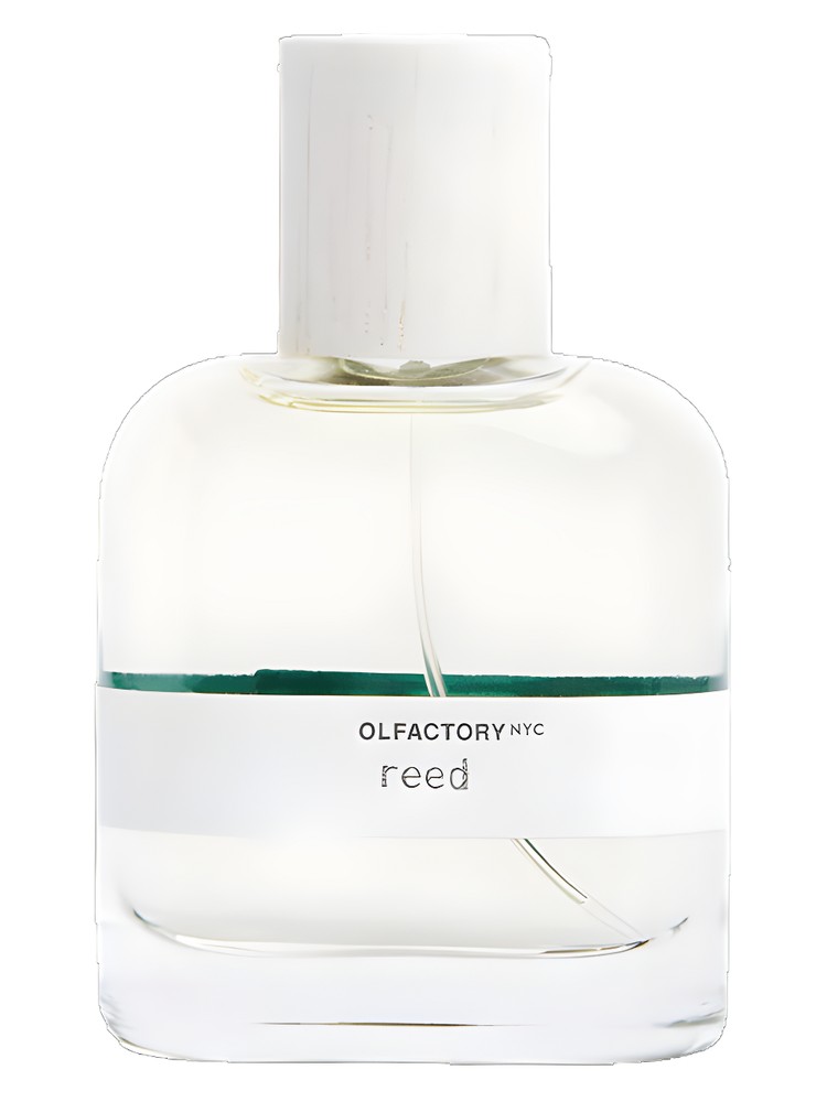 Reed – Olfactory NYC