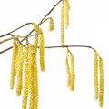 Hazel Bloosom