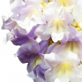 Princess Tree or Paulownia