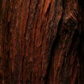 Redwood